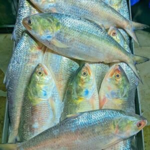 ৪ পিস মাছ ৮ কেজি